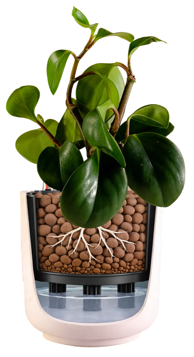 Nuta plant system — plant, clay pebbles, self-watering planter and water reservoir
